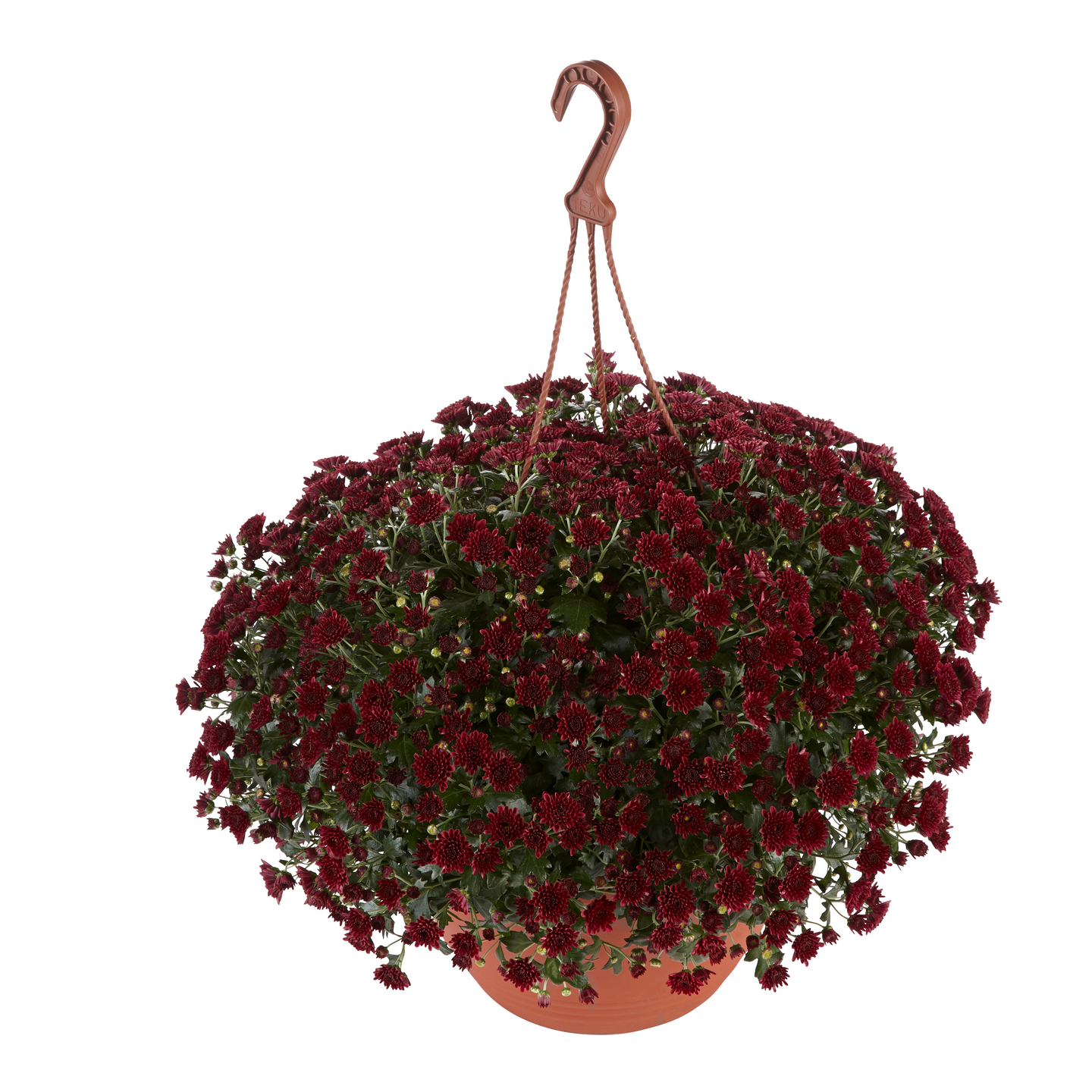 Krysanteemi Chrysanthemum 20cm amppelissa