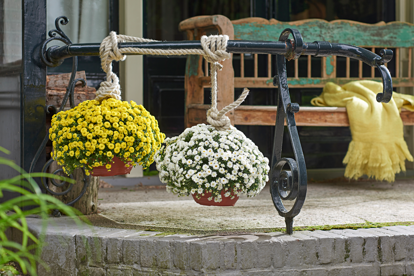 Krysanteemi Chrysanthemum 20cm amppelissa