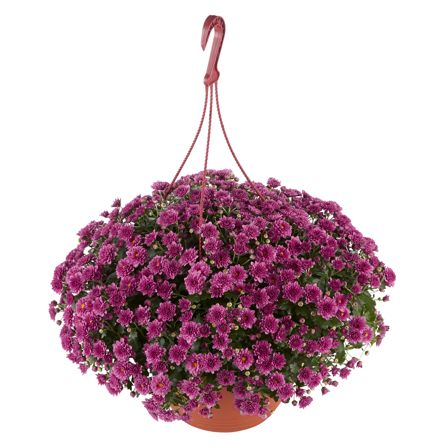 Krysanteemi Chrysanthemum 20cm amppelissa