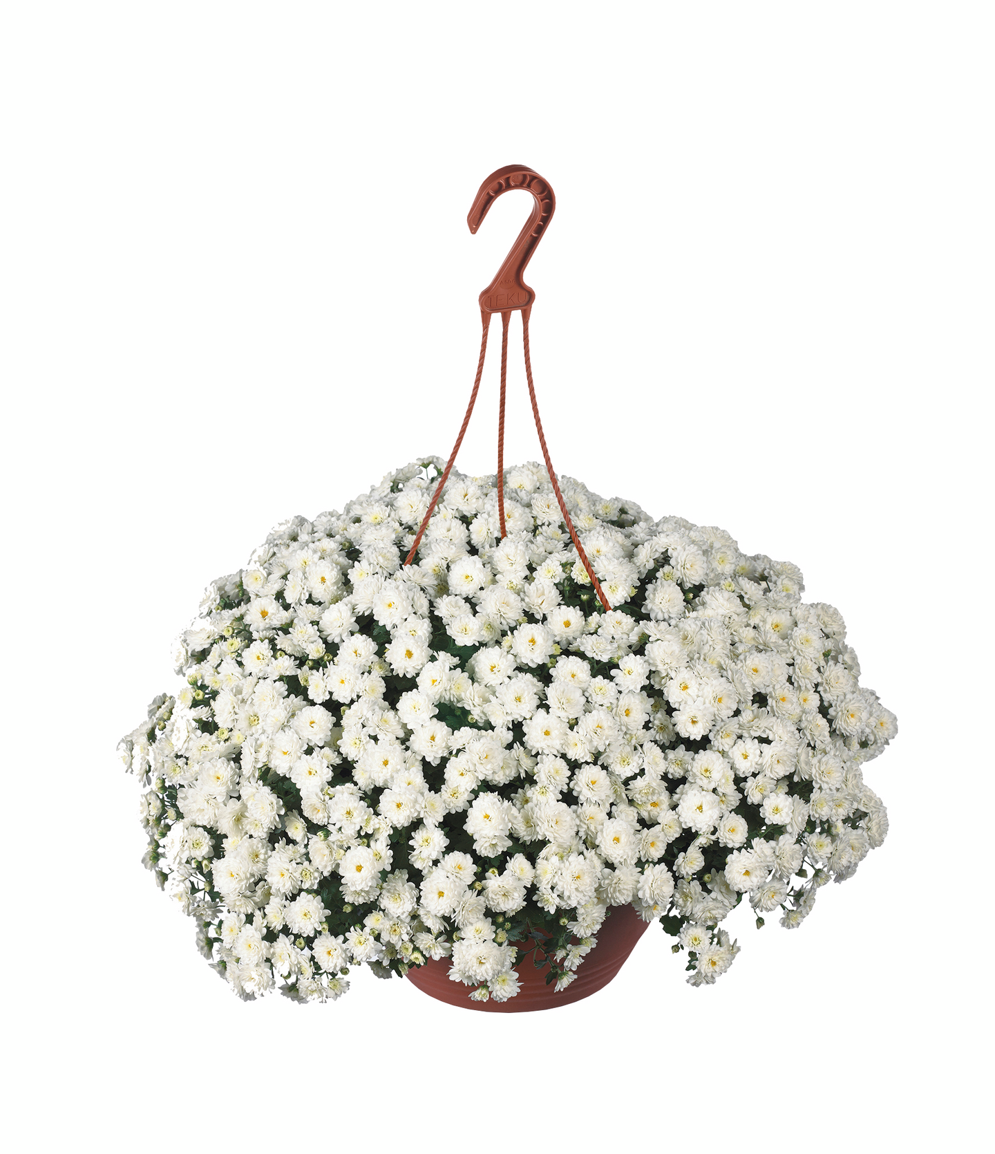 Krysanteemi Chrysanthemum 20cm amppelissa