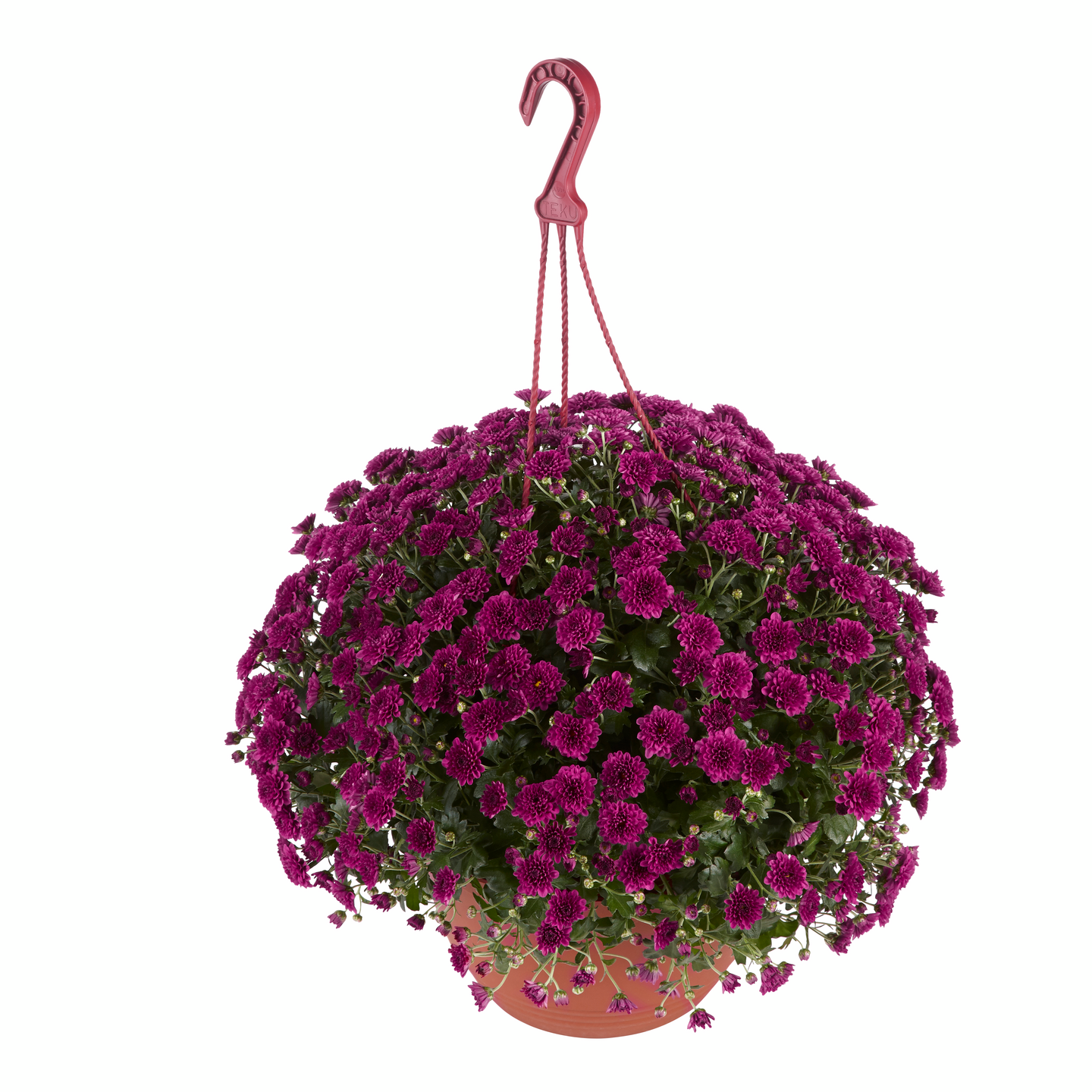 Krysanteemi Chrysanthemum 20cm amppelissa
