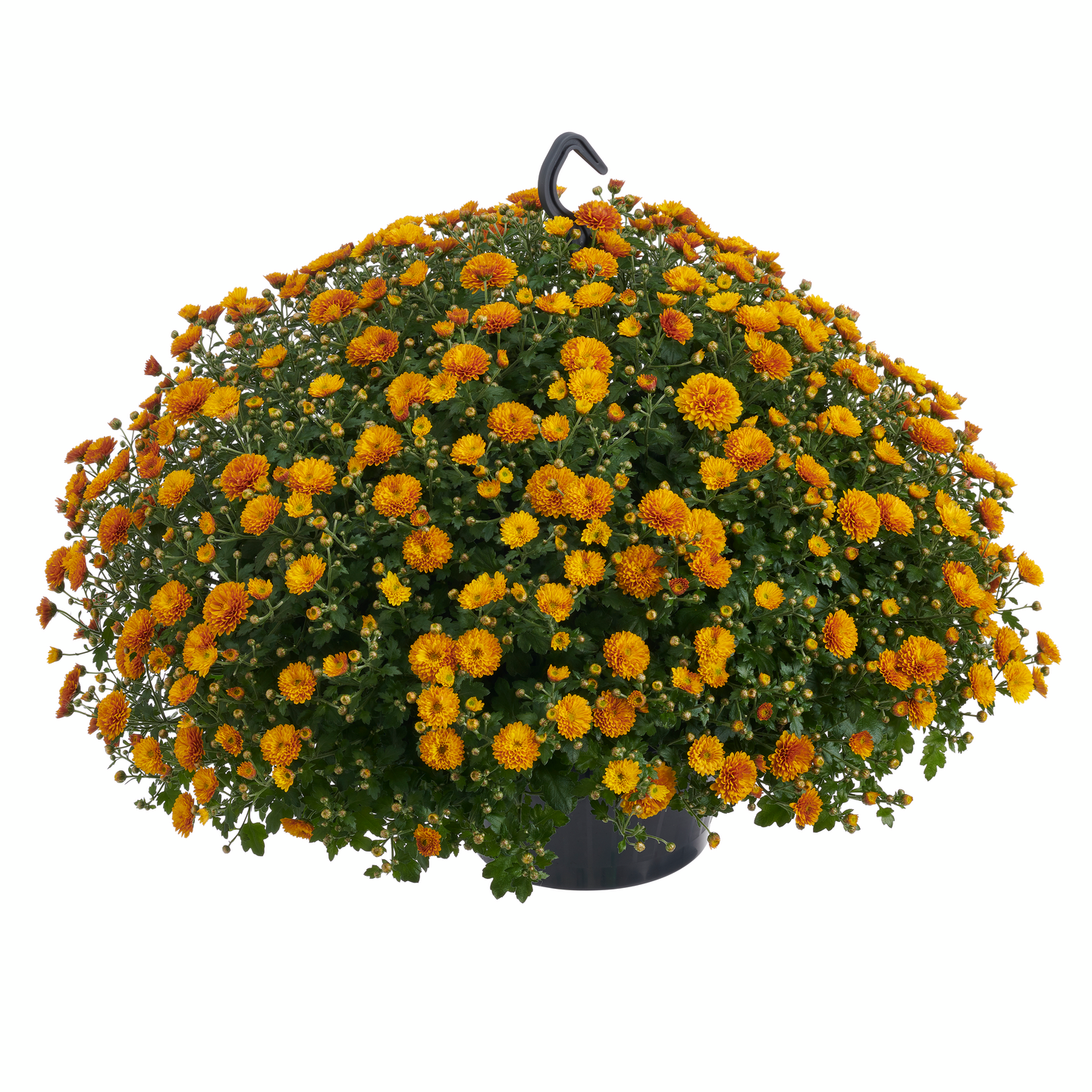 Krysanteemi Chrysanthemum 20cm amppelissa