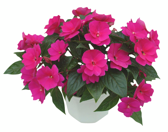 Uudenguineanliisa 12cm ruukku