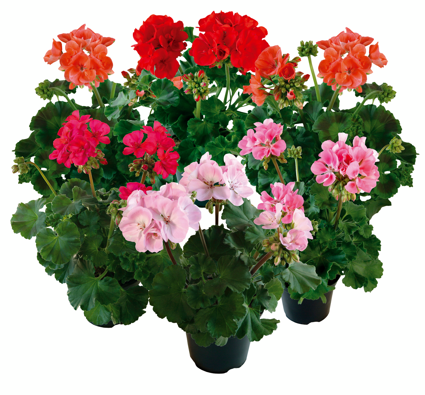 Pelargoni 12cm ruukku