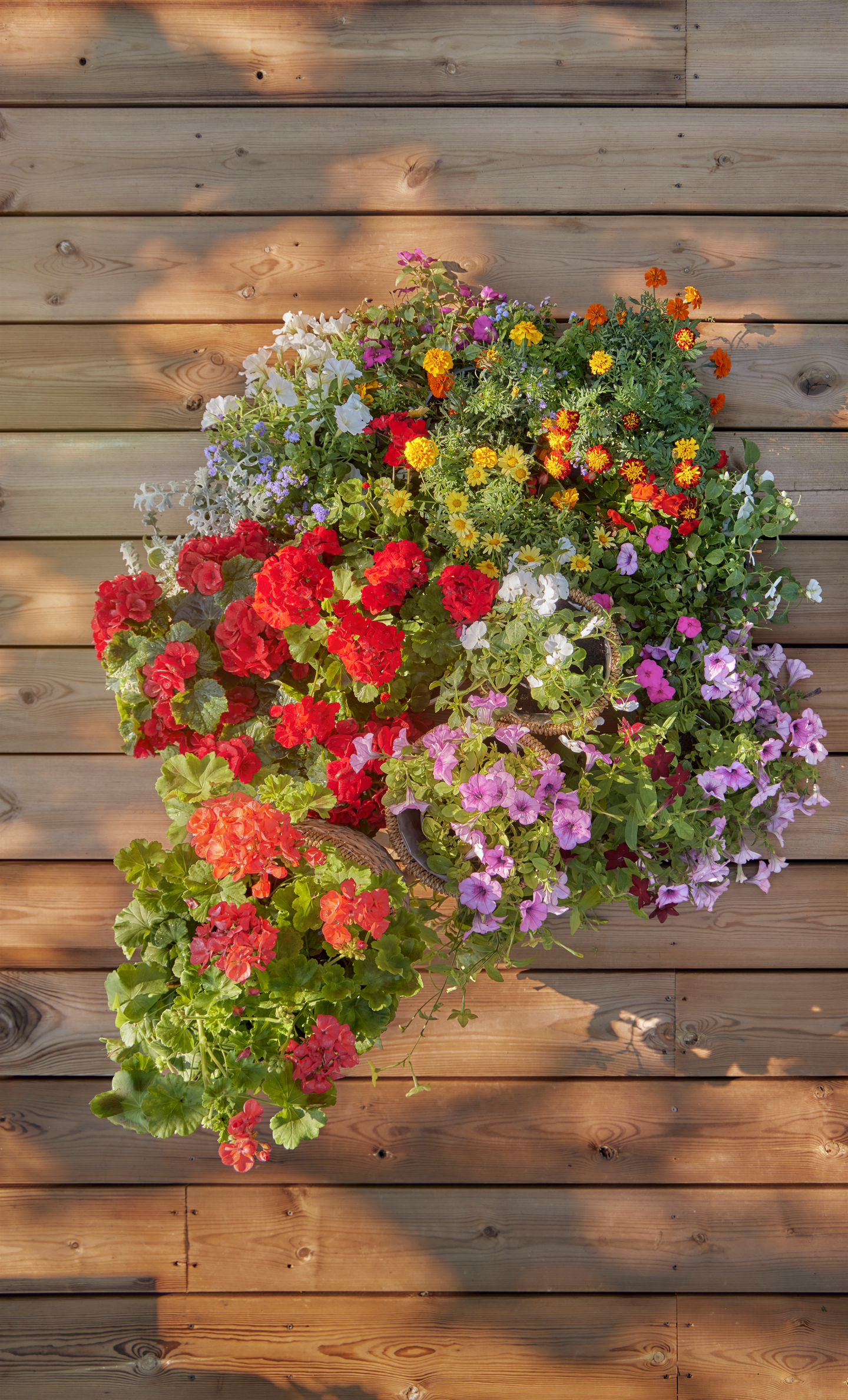 Pelargoni 12cm ruukku