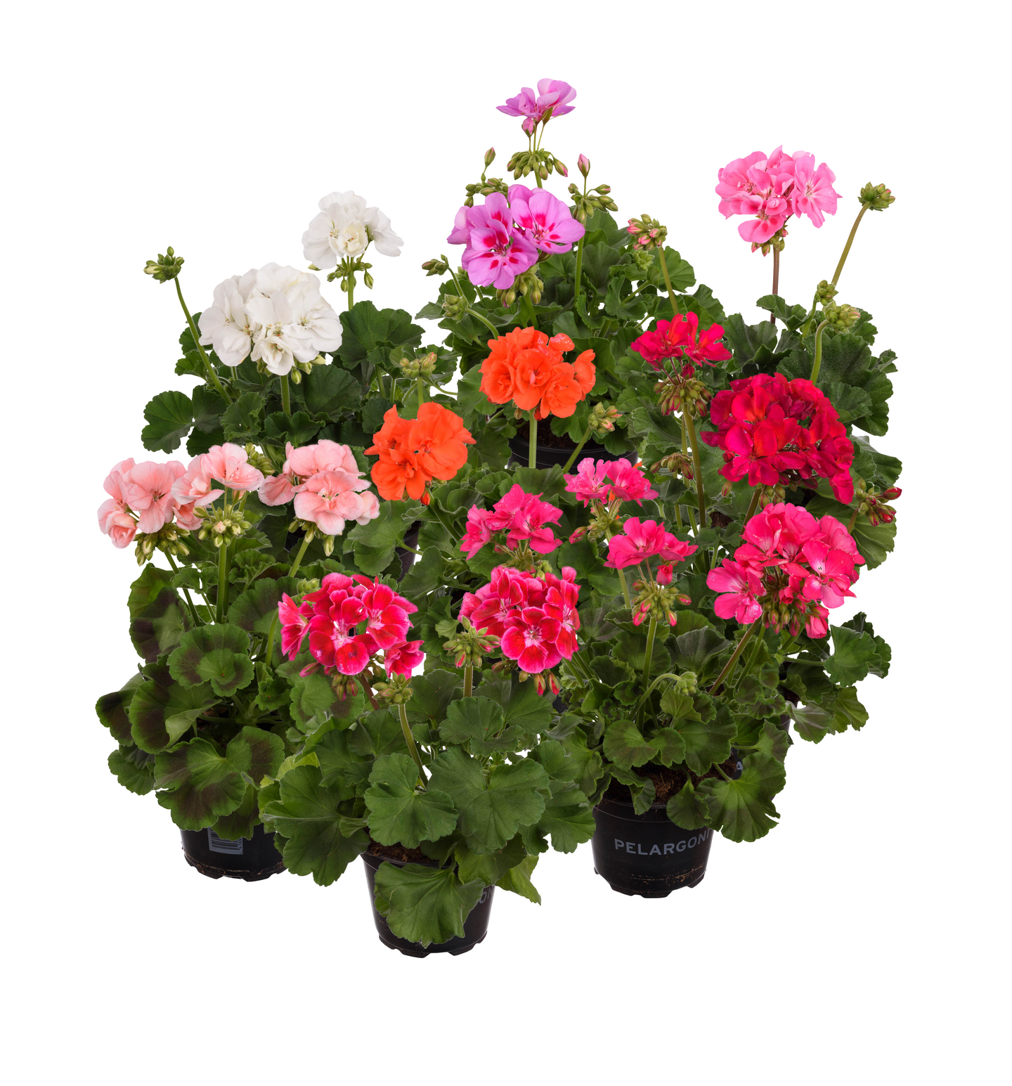 Pelargoni 12cm ruukku