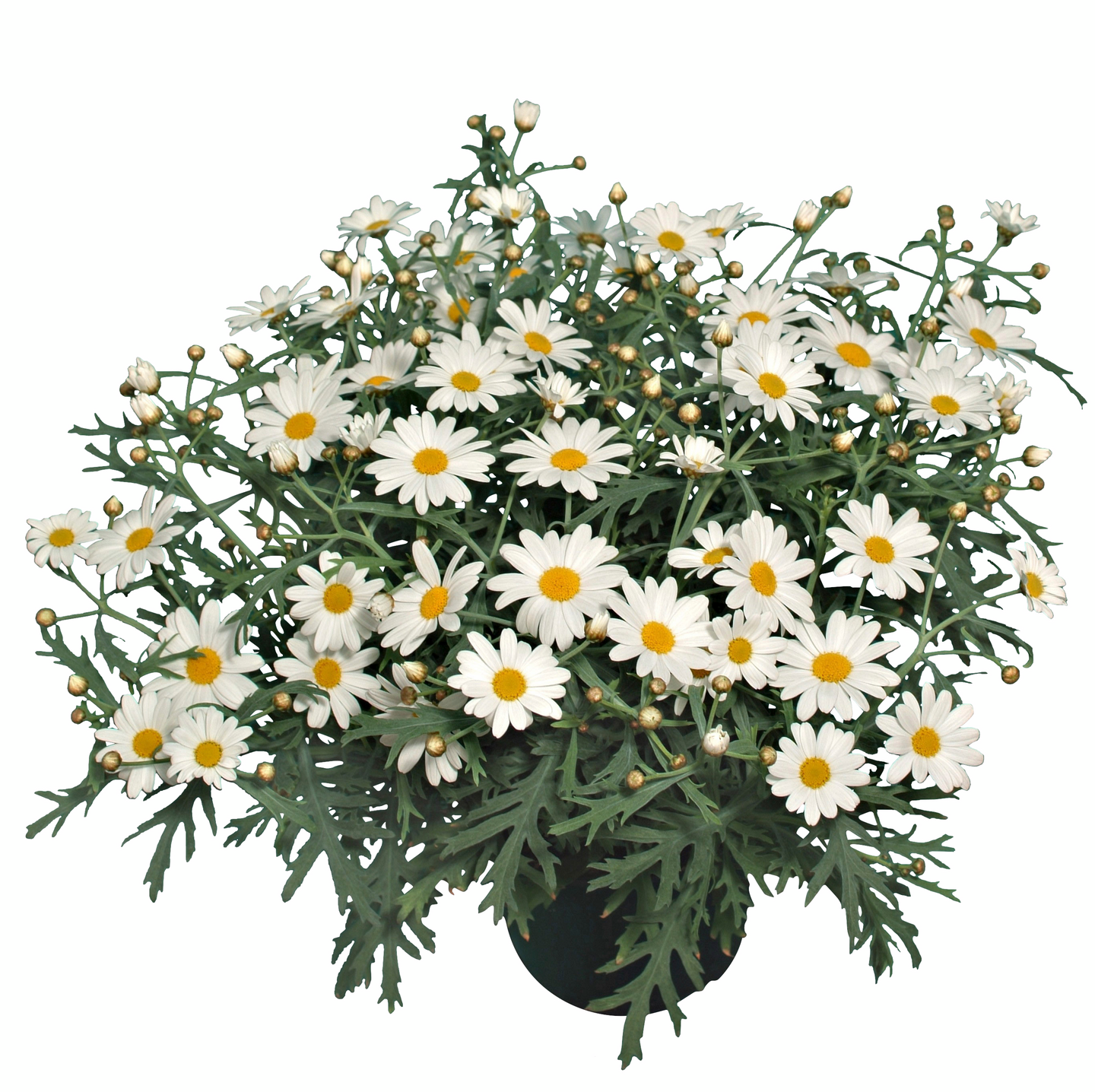 Marketta valkoinen 12cm ruukku