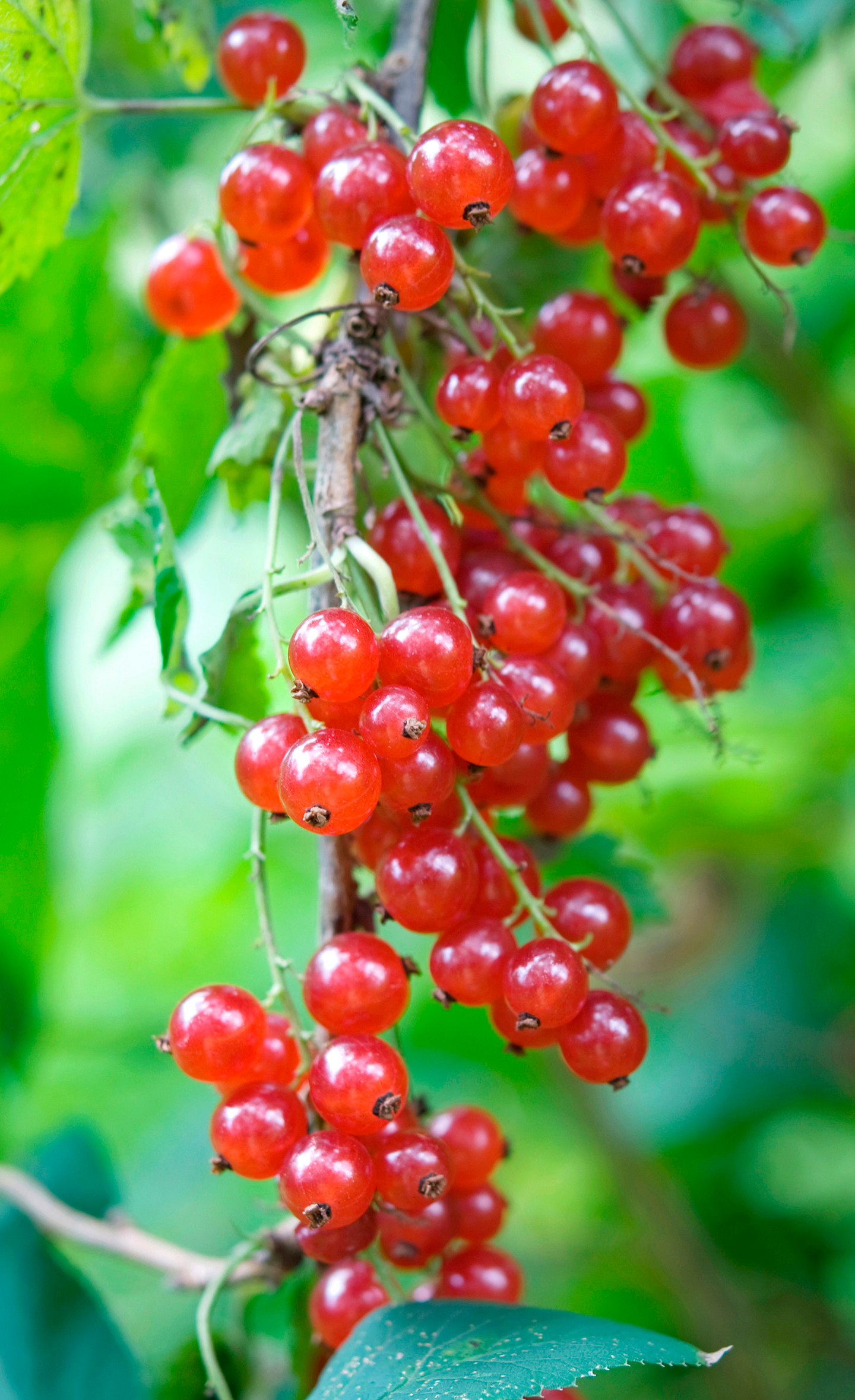 Punaherukka Ribes rubrum Jonkheer van tets 3l astia