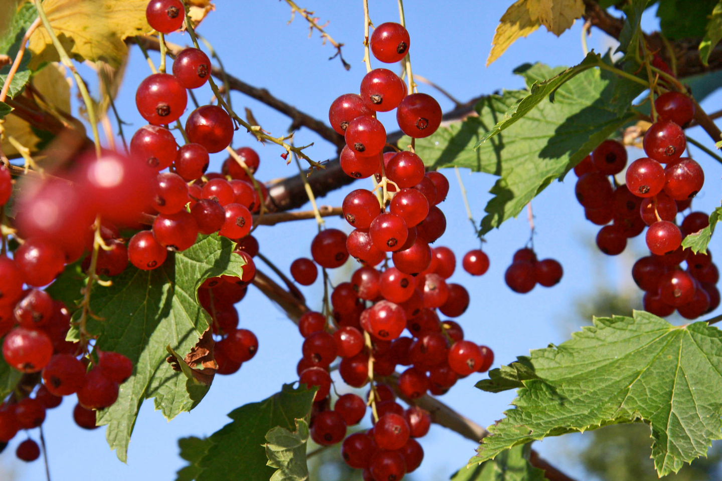 Punaherukka Ribes rubrum Jonkheer van tets 3l astia