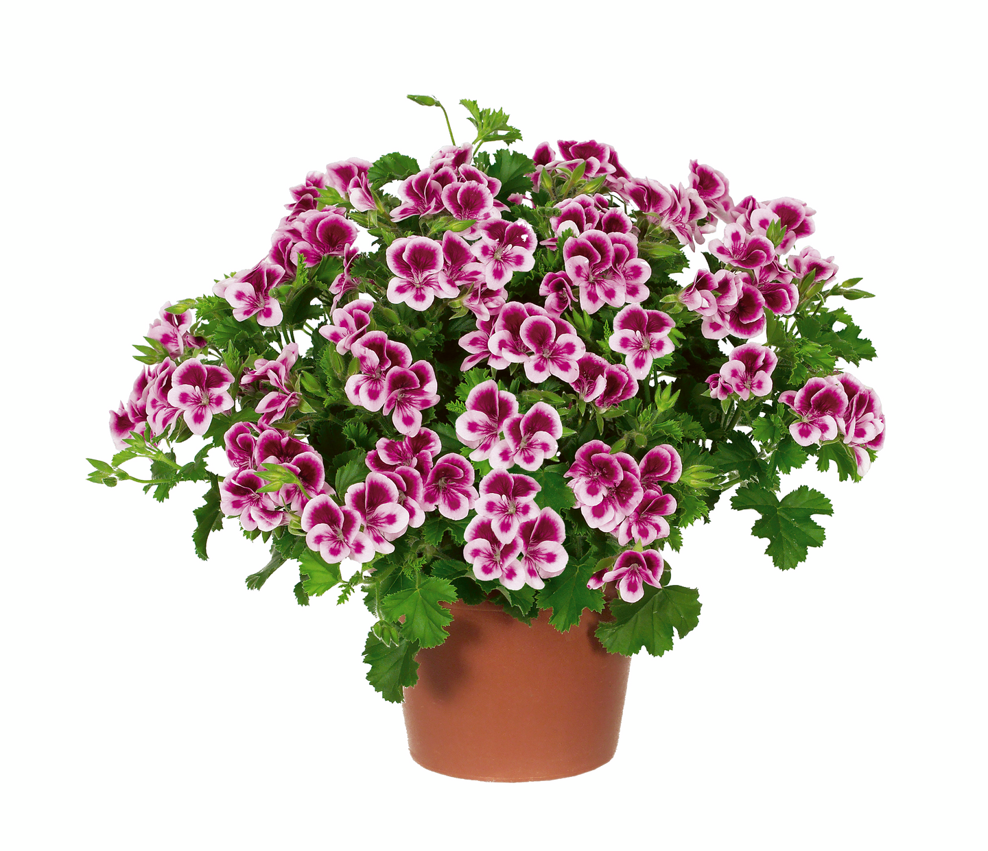 Enkelinsilmäpelargoni 12cm ruukussa