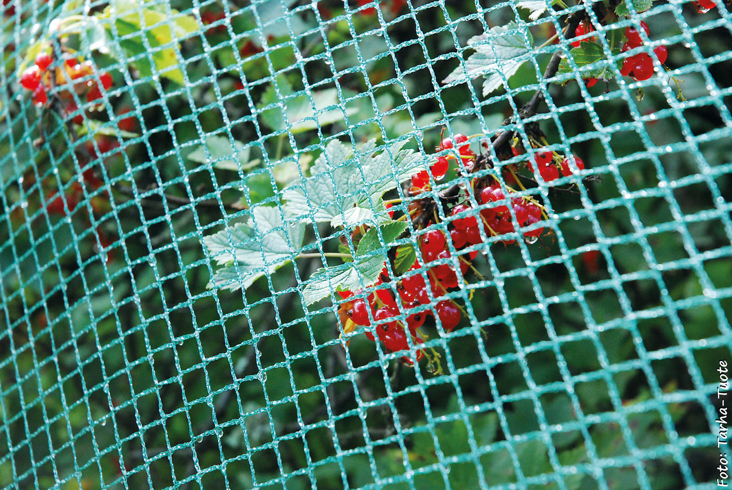 Rastasverkko Tarha 20m² 4x5m pienisilmäinen