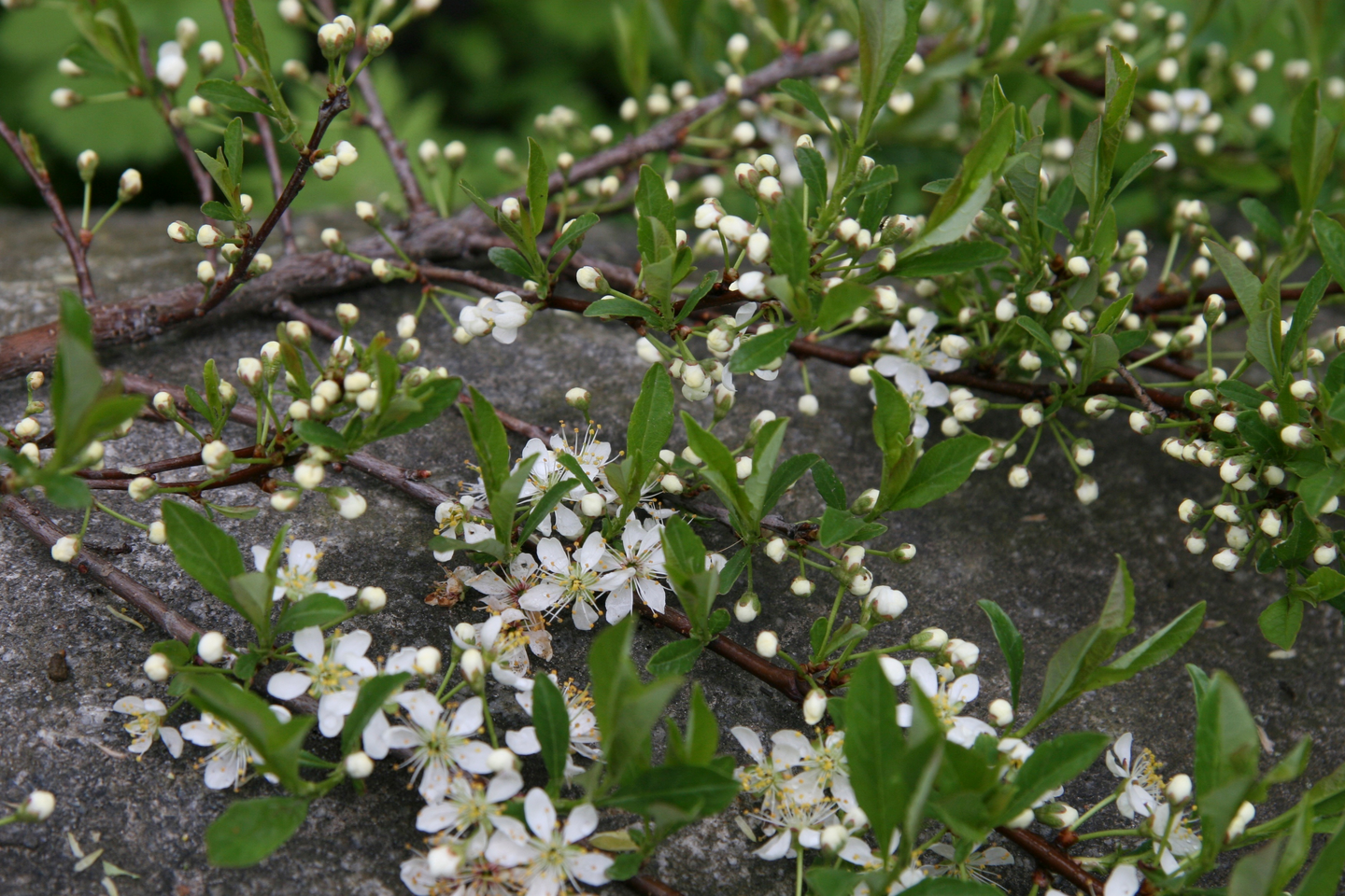 Lamohietakirsikka Prunus pumila var. Depressa 3l astia