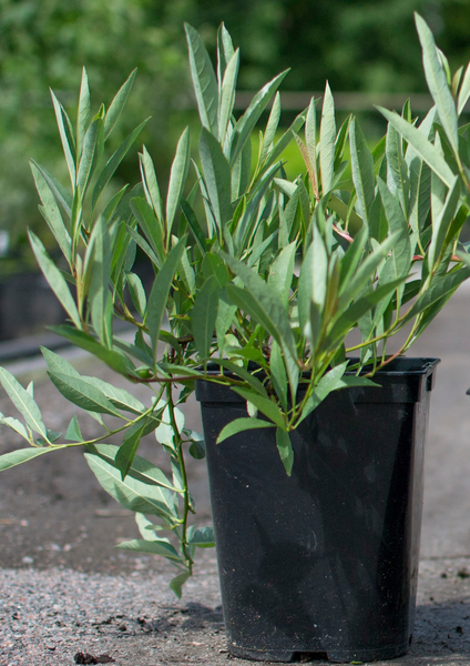 Lamohietakirsikka Prunus pumila var. Depressa 3l astia