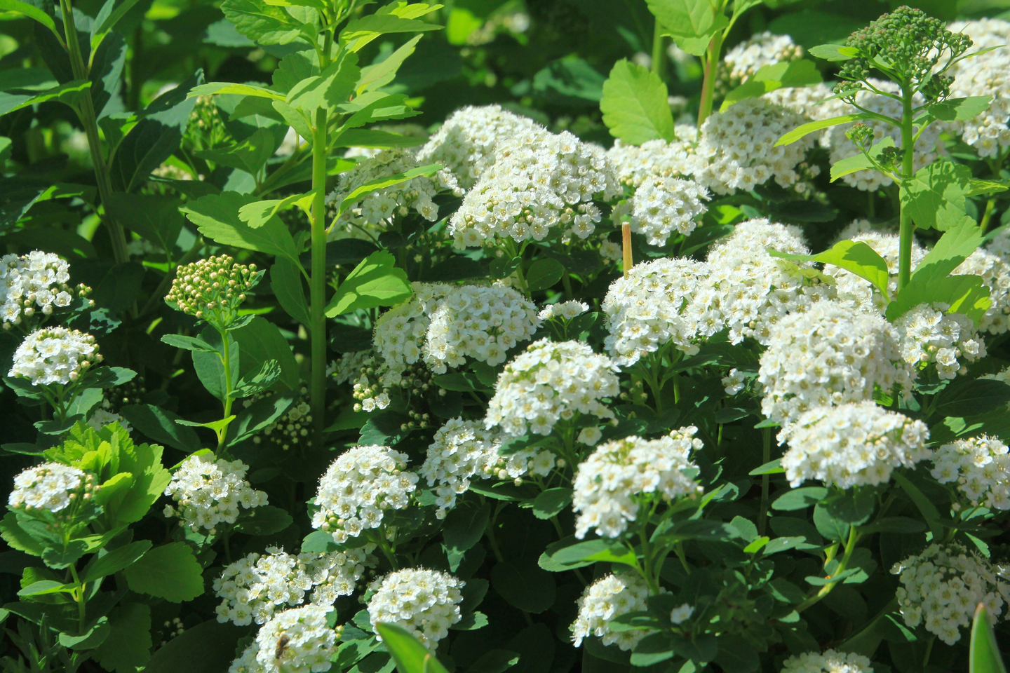 Koivuangervo Spiraea betulifolia 1,5l astia