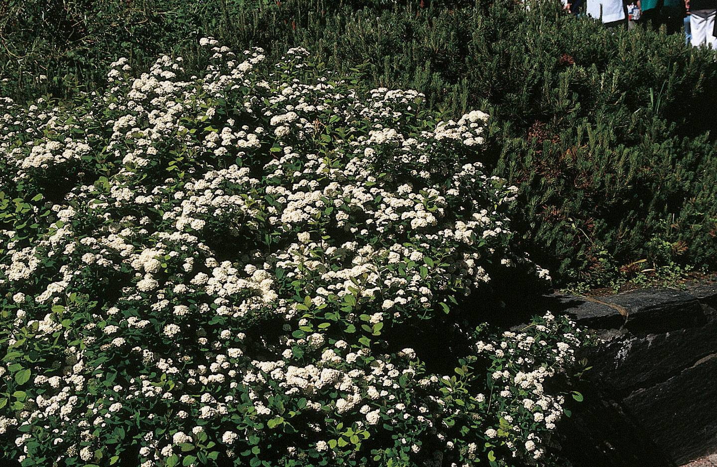 Koivuangervo Spiraea betulifolia 1,5l astia