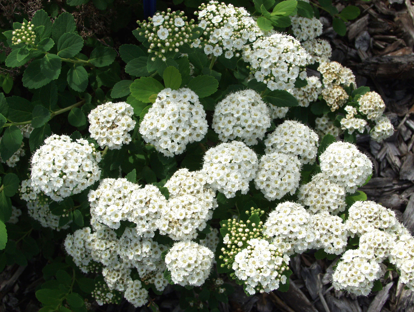 Koivuangervo Spiraea betulifolia 1,5l astia