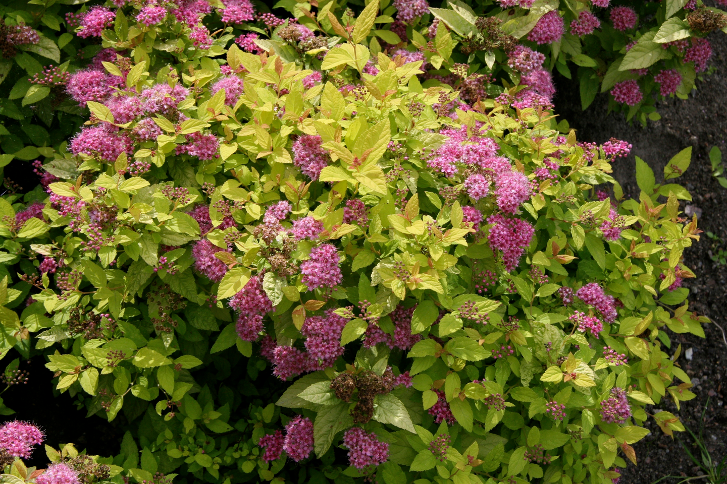 Keltajapaninangervo Spiraea japonica Golden princess 3l astia