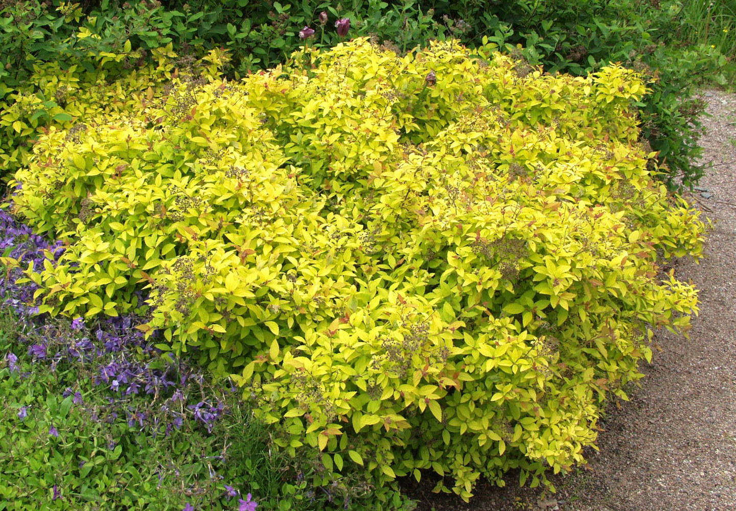 Keltajapaninangervo Spiraea japonica Golden princess 3l astia