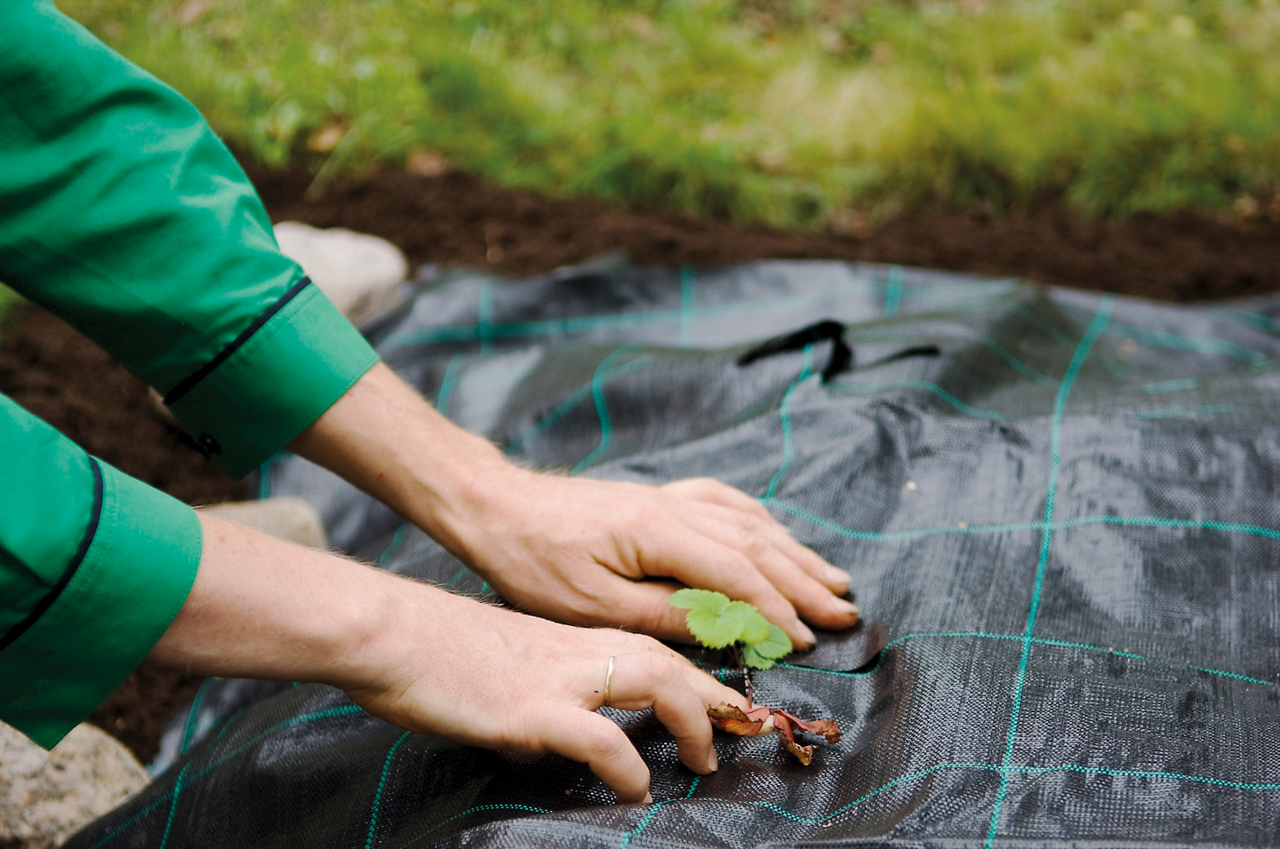 Mansikka-/katekangas Cello 1,25x8m