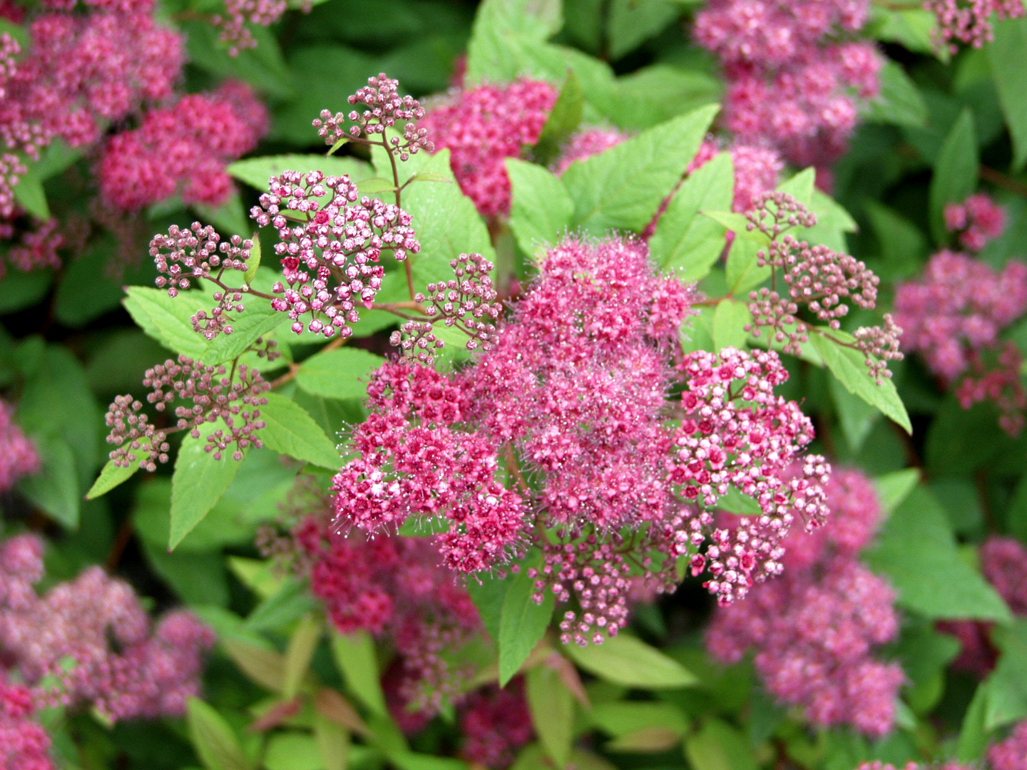 Ruusuangervo Spiraea japonica Froebelii 1,5l astia