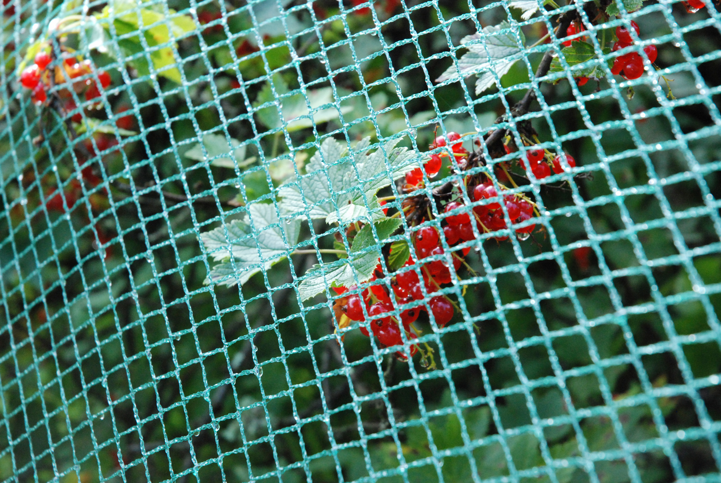 Rastasverkko Tarha 96m² 8x12m pienisilmäinen