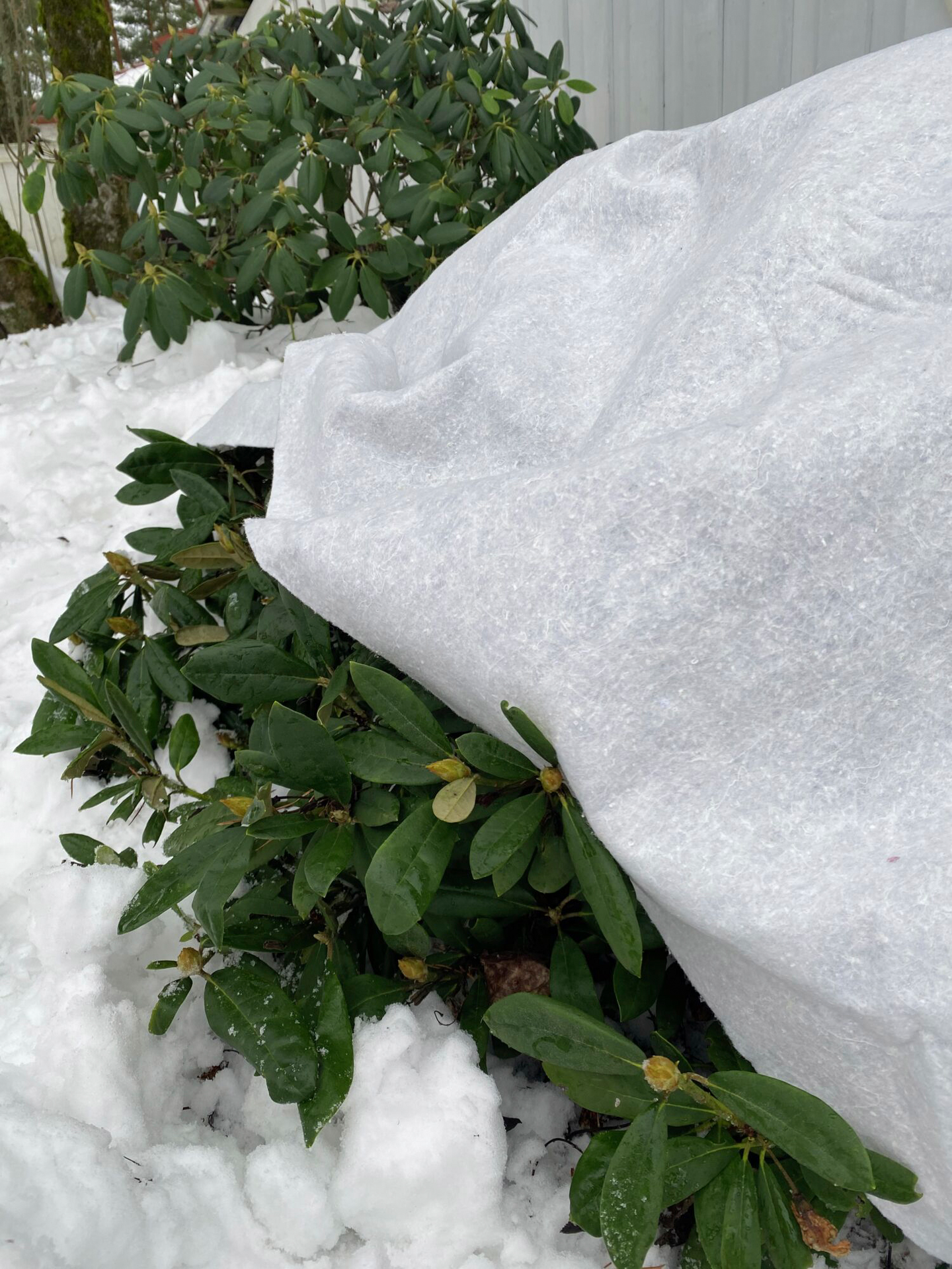 Pakkaspeite Cello 5m²