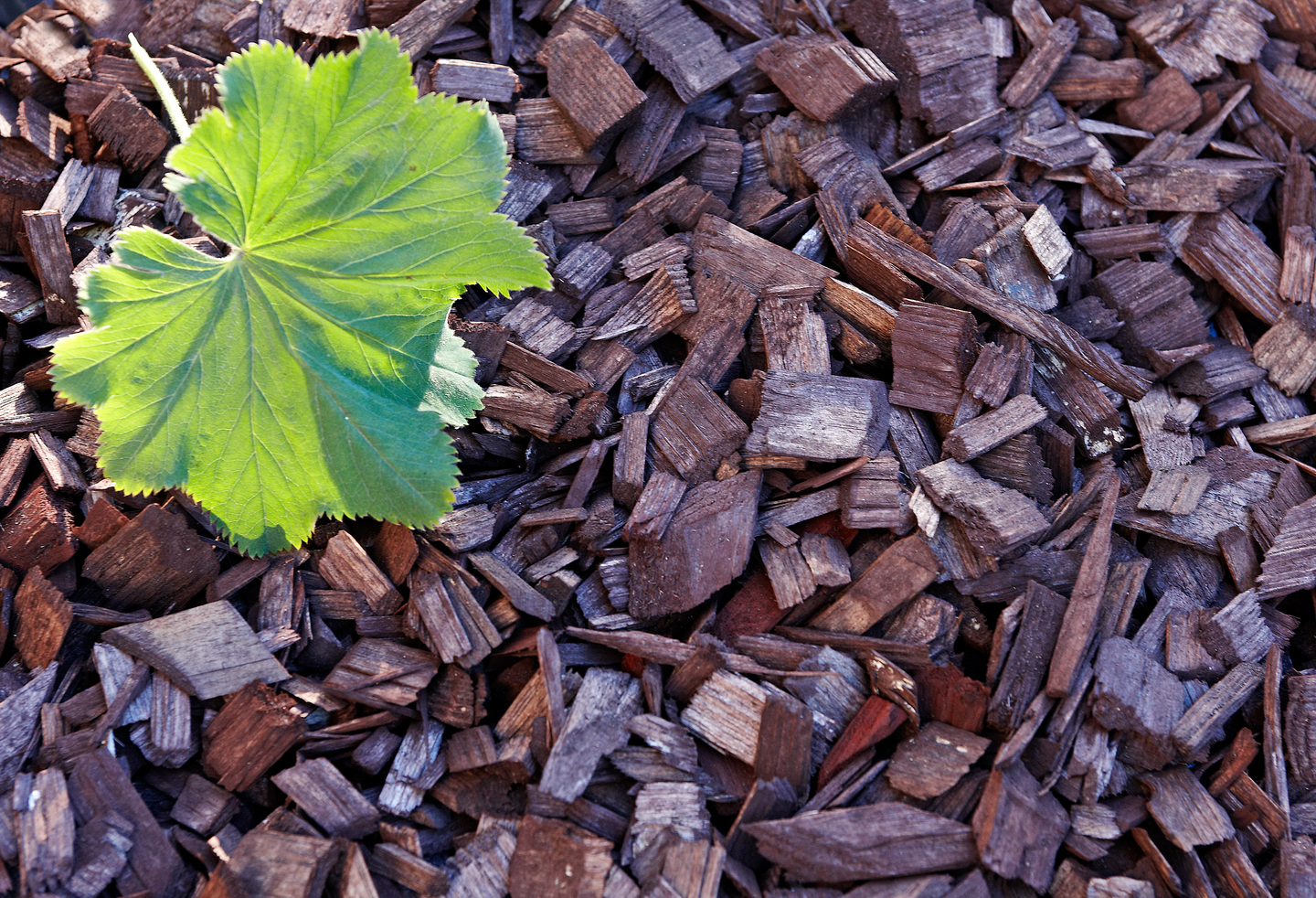 Värikate Cello ruskea 45l