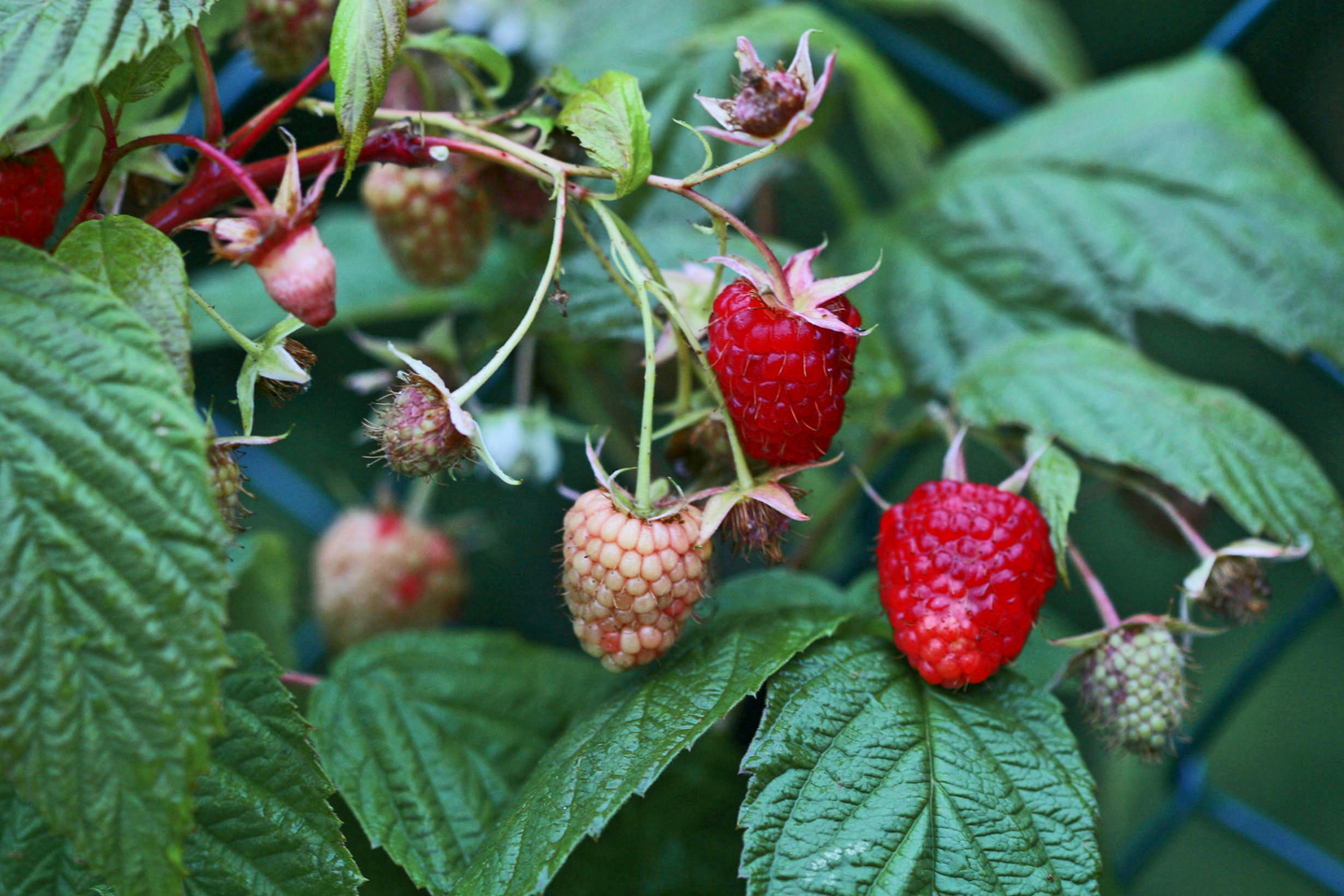 Vadelma Rubus idaeus Ottawa 2l astia