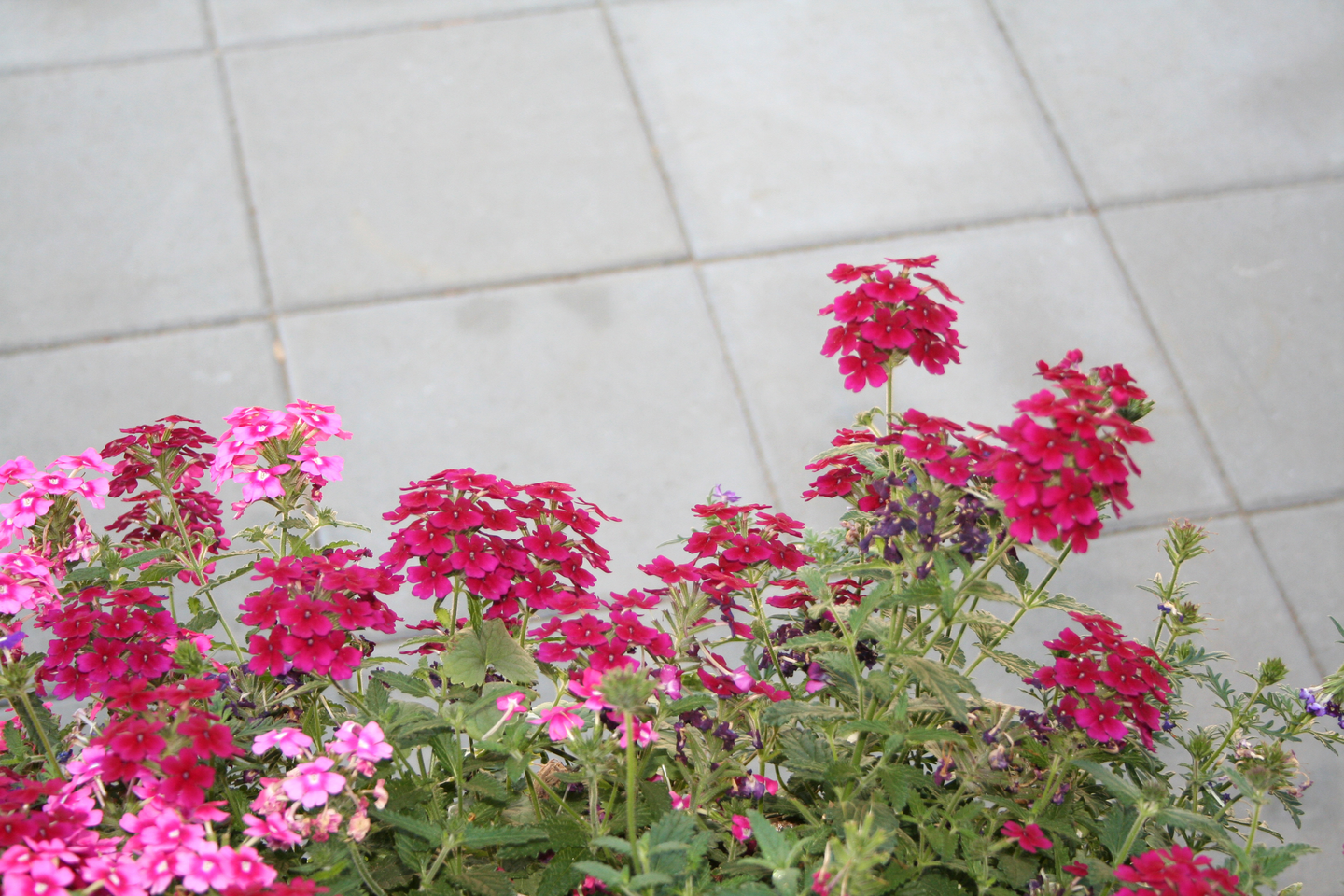 Betonilaatta HB 398x398x50mm harmaa 72kpl/lava 1345kg/lava