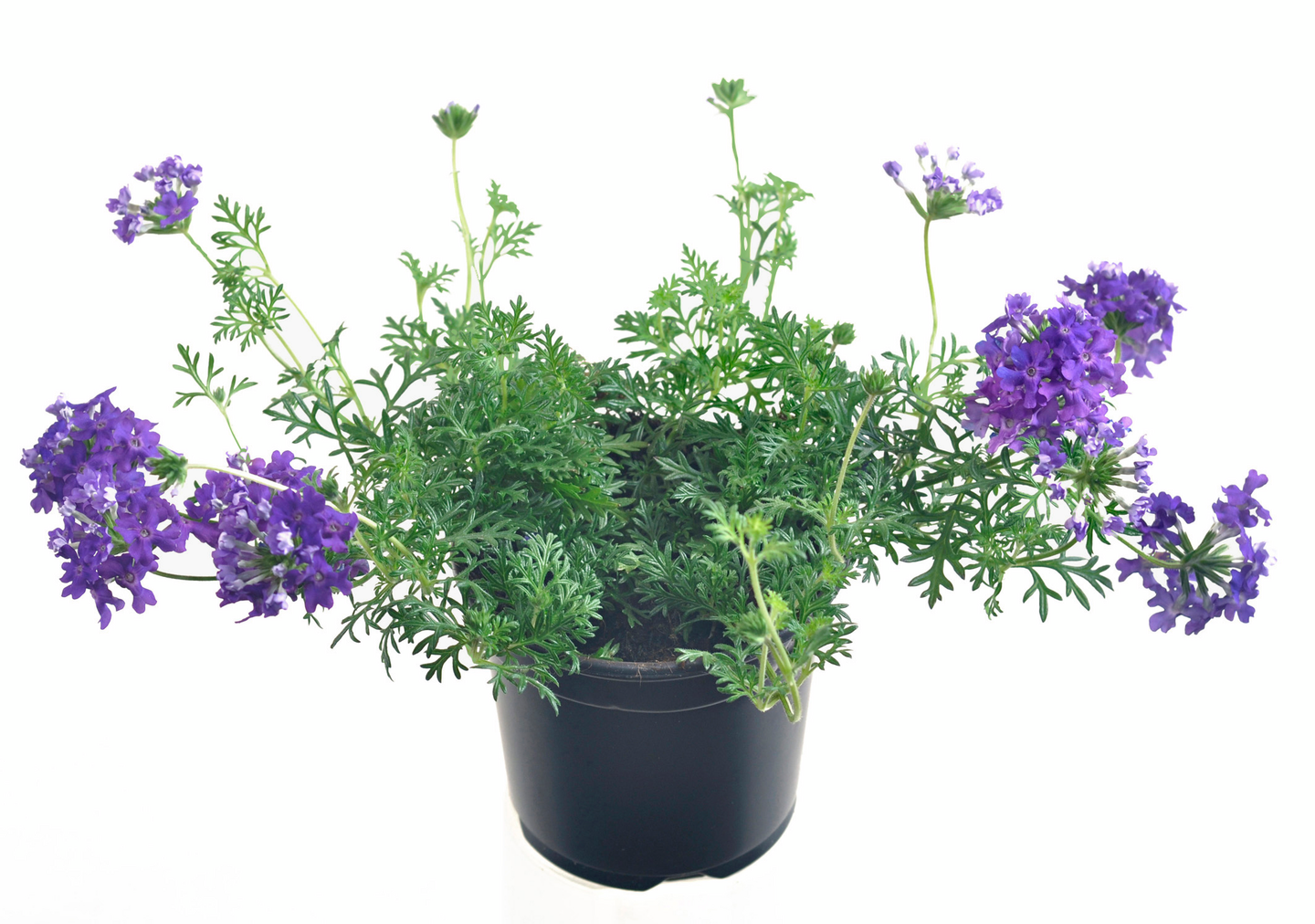 Rautayrtti Verbena 11cm ruukku