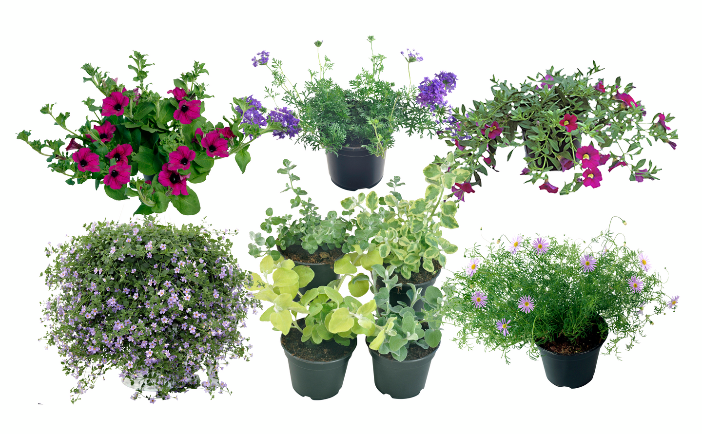 Rautayrtti Verbena 11cm ruukku