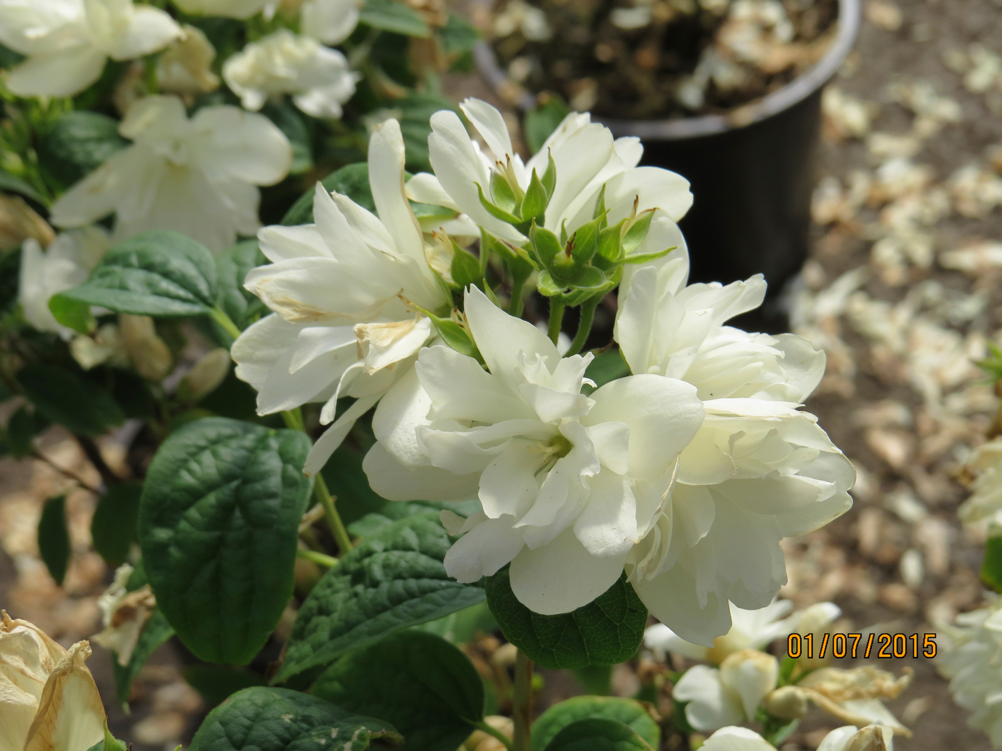 Kameliajasmike Philadelphus Snowbelle 3l astia