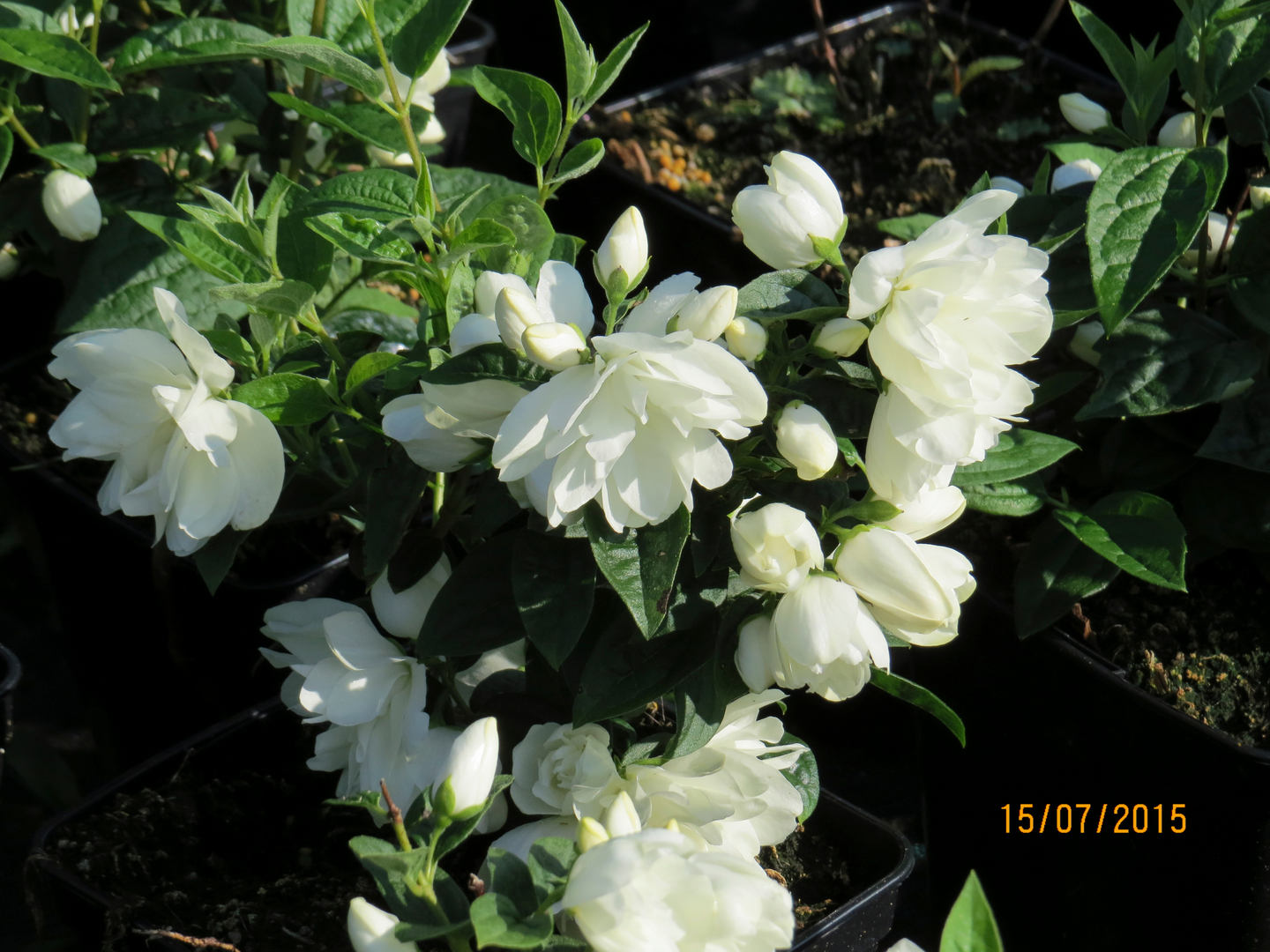 Kameliajasmike Philadelphus Snowbelle 3l astia