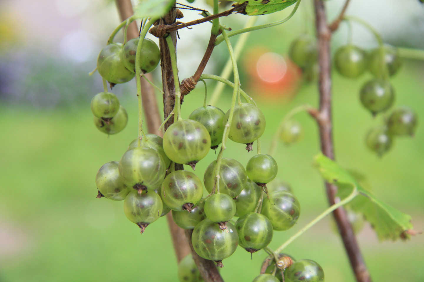 Viherherukka Ribes nigrum Vilma 3l astia