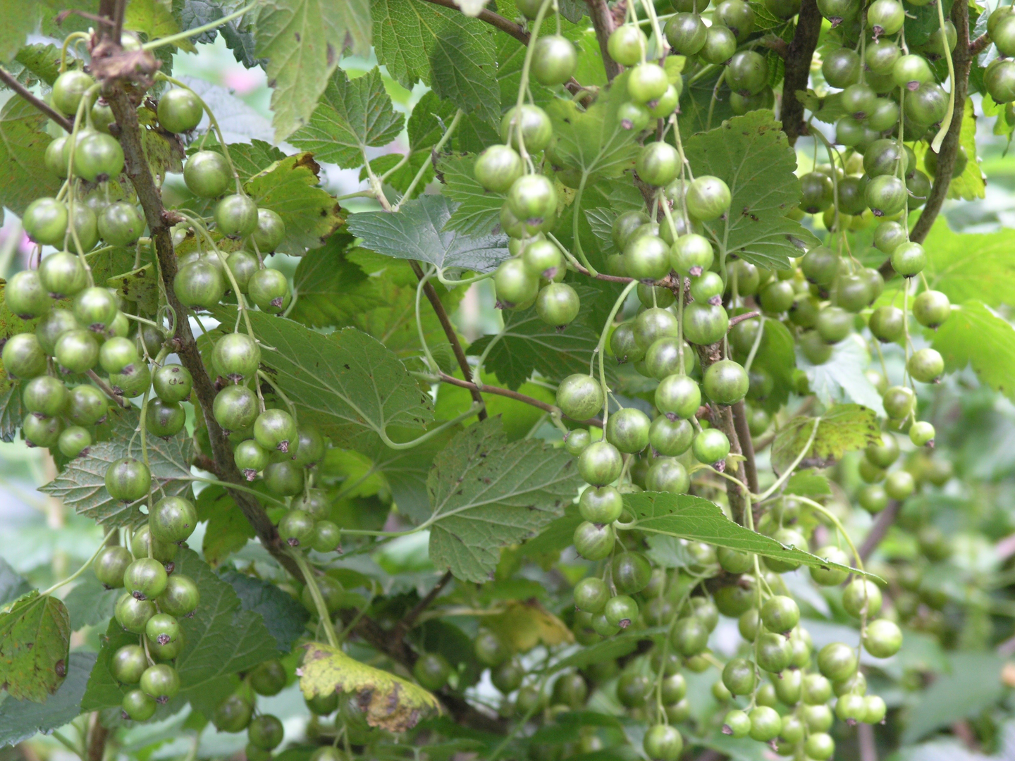 Viherherukka Ribes nigrum Vilma 3l astia