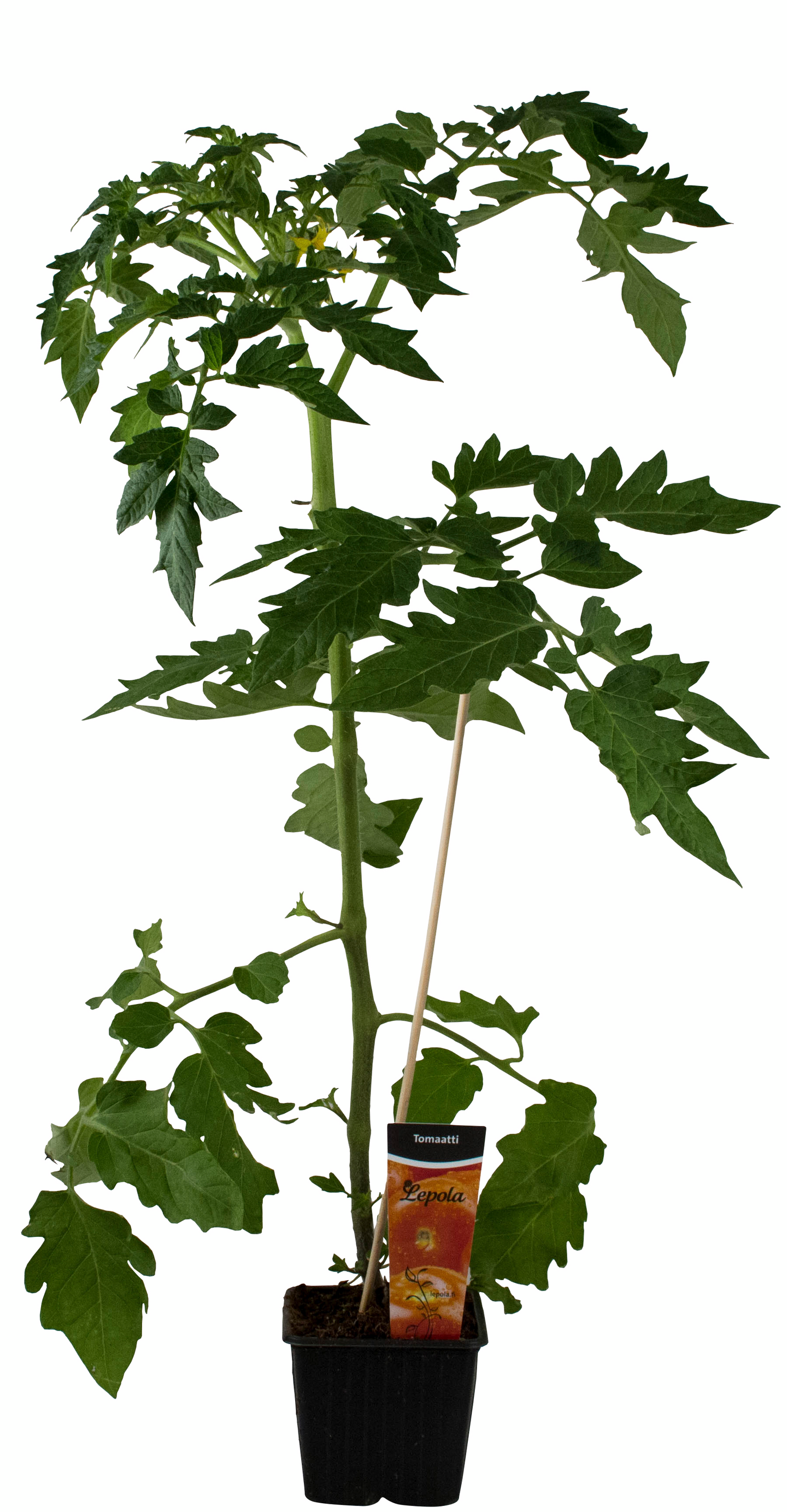 Tomaatti taimi 9cm ruukku