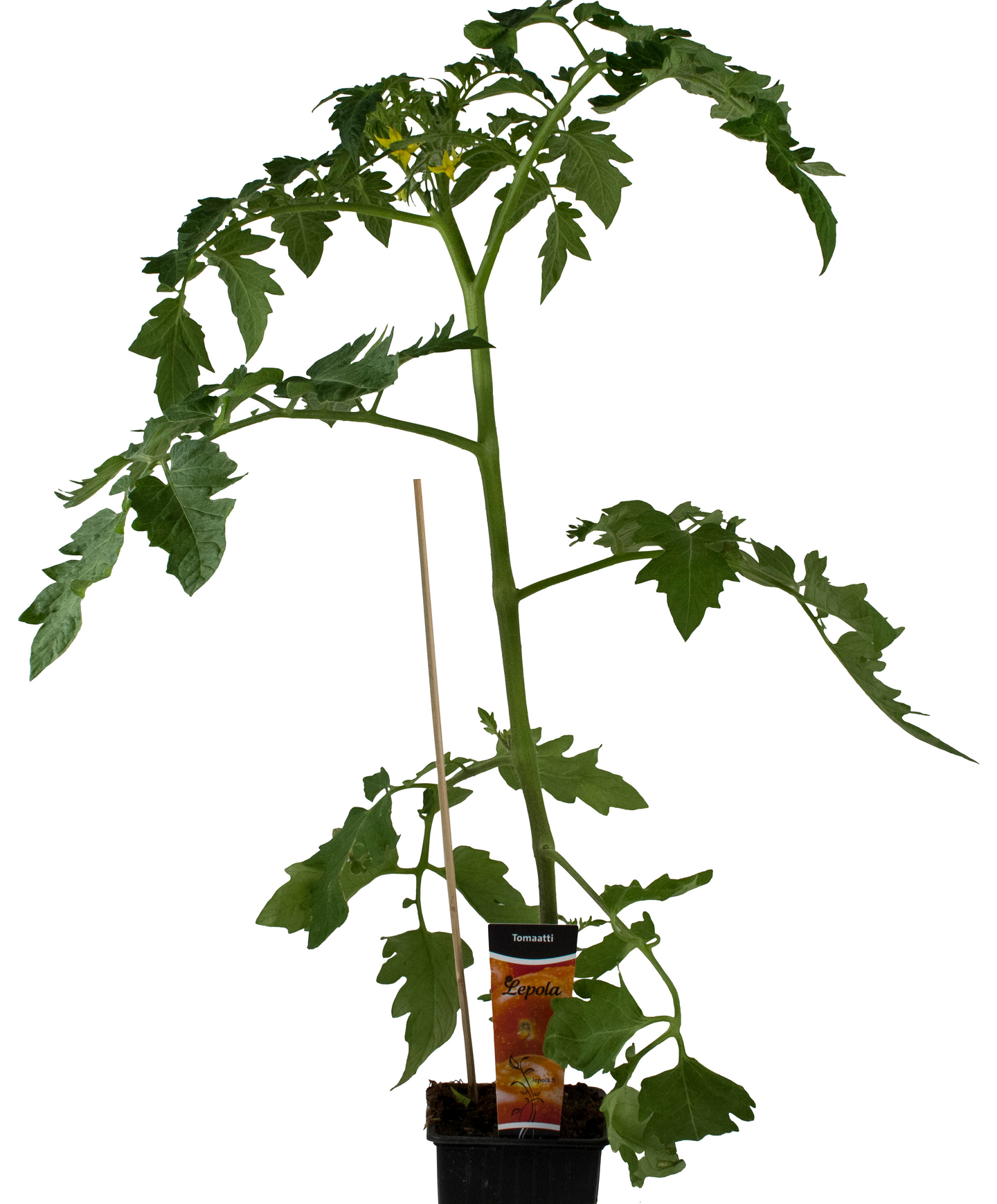 Tomaatti taimi 9cm ruukku