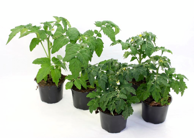 Tomaatti taimi 9cm ruukku