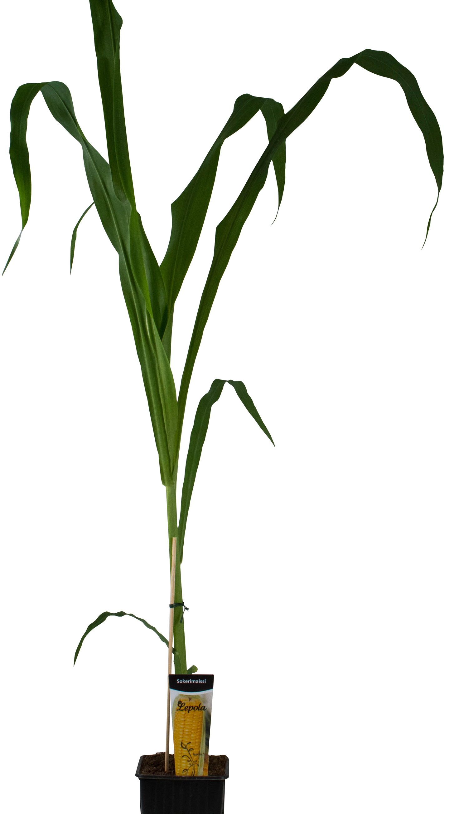 Sokerimaissi taimi 9cm ruukku