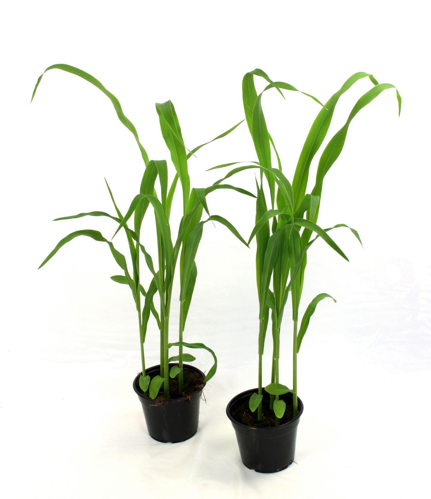 Sokerimaissi taimi 9cm ruukku