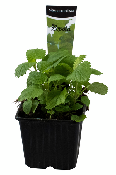 Sitruunamelissa taimi 9cm ruukku