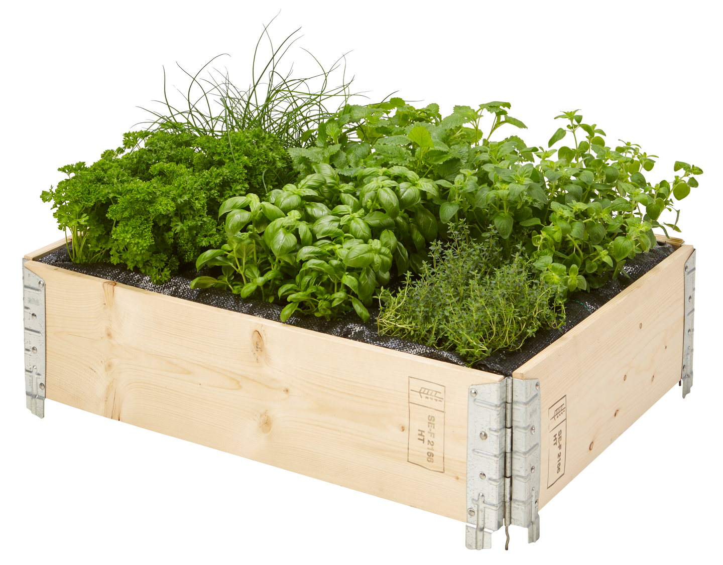 Sitruunamelissa taimi 9cm ruukku