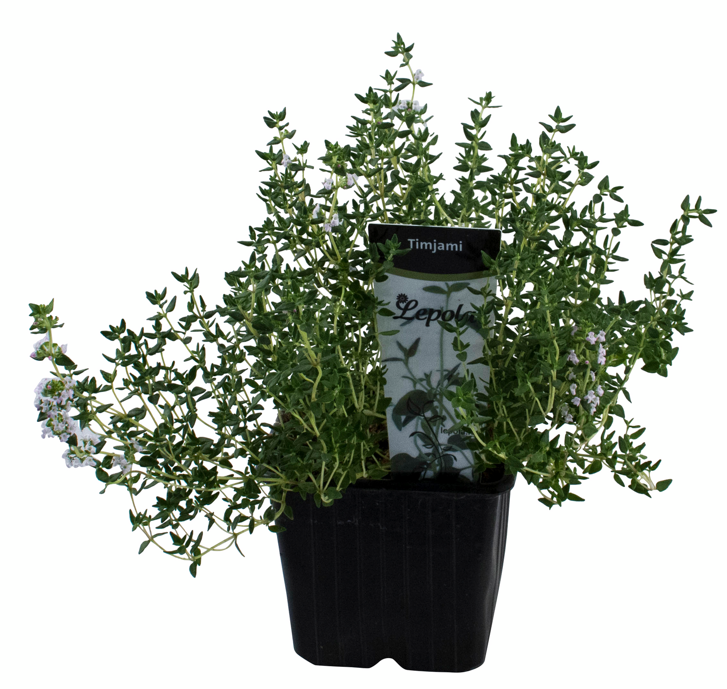 Timjami taimi 9cm ruukku