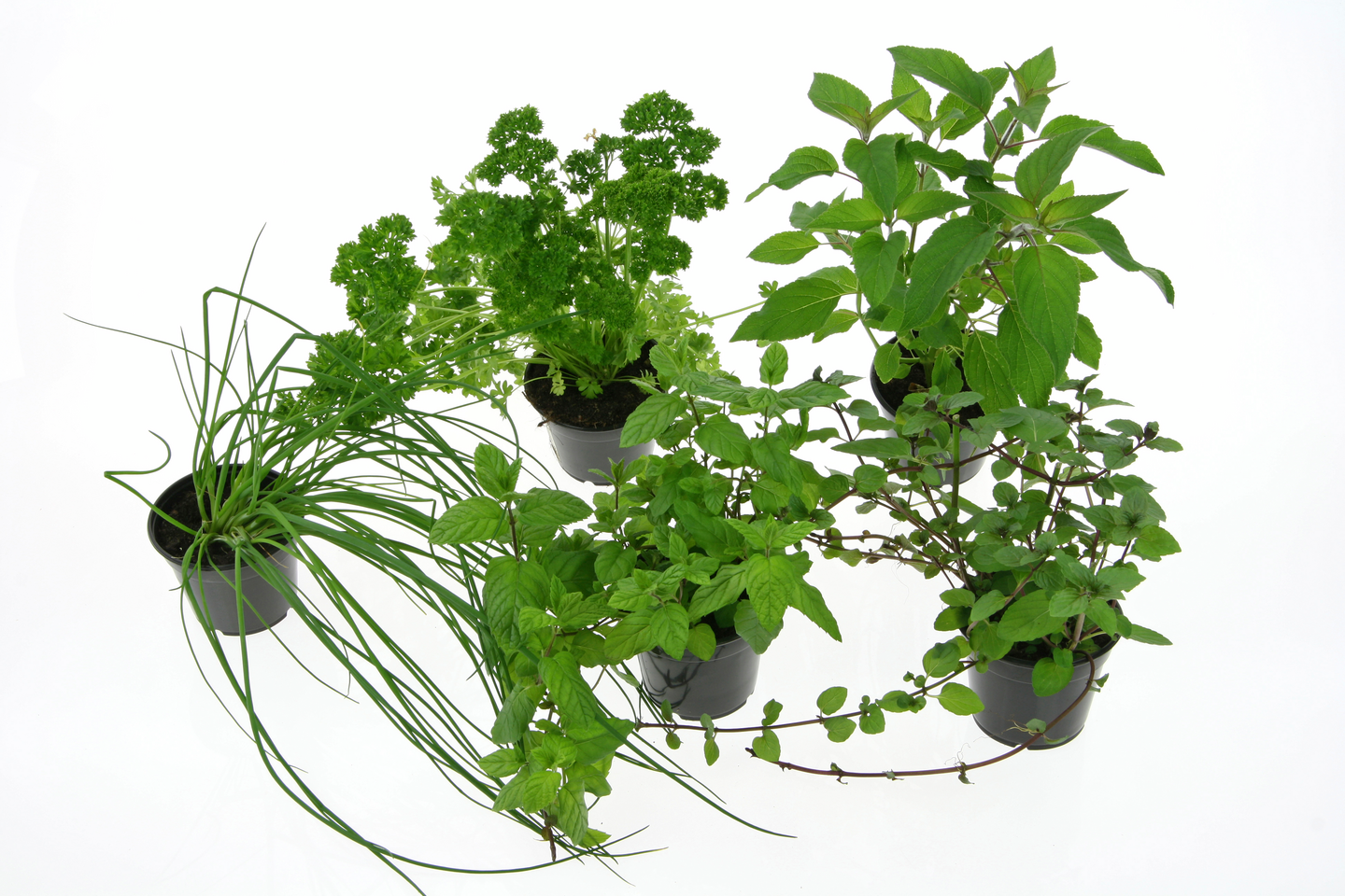 Timjami taimi 9cm ruukku