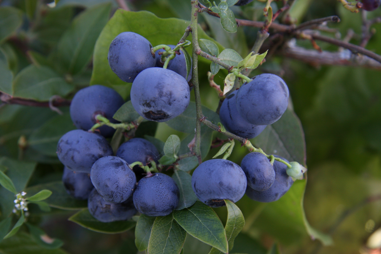 Pensasmustikka Vaccinium angustifolium Aino 2l astia