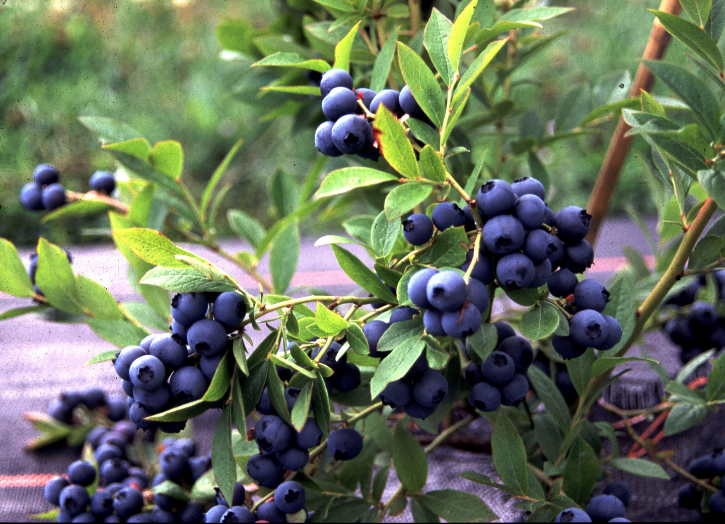 Pensasmustikka Vaccinium angustifolium Aino 2l astia