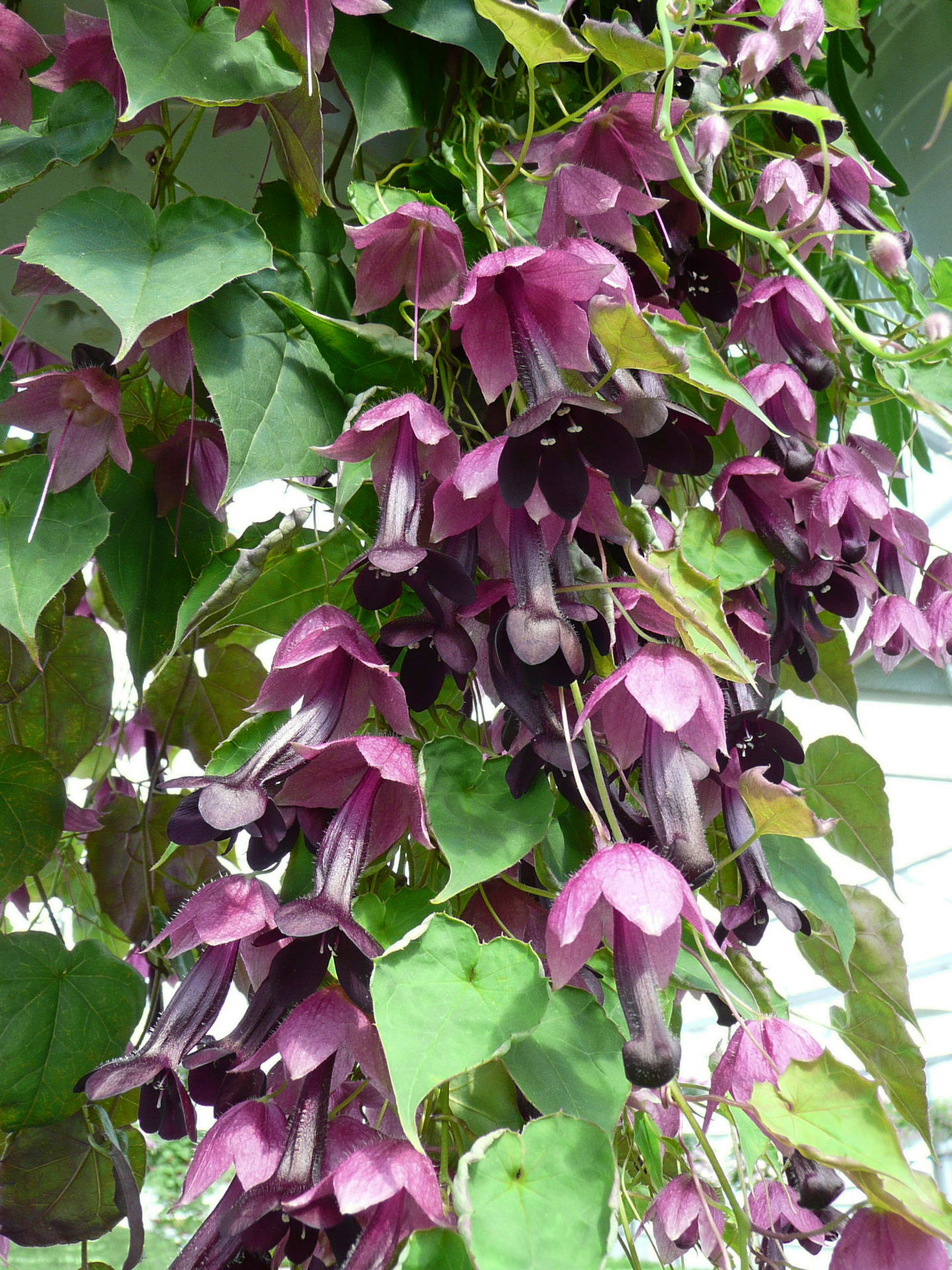 Köynnöskasvi 13cm ruukku