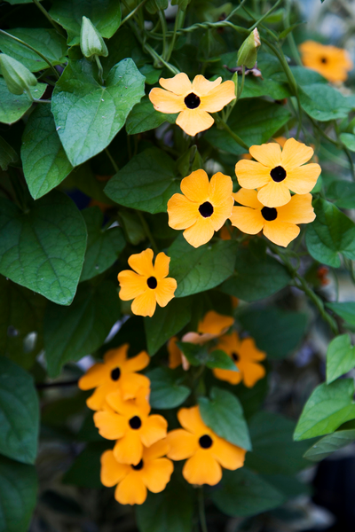 Köynnöskasvi 13cm ruukku