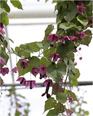 Köynnöskasvi 13cm ruukku