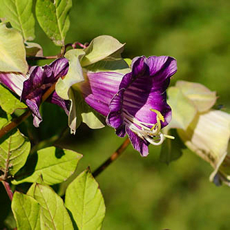 Köynnöskasvi 13cm ruukku